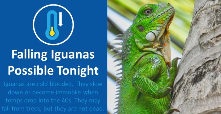 Falling Iguana Alert