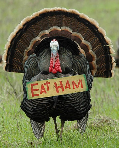 Thanksgiving Amusement