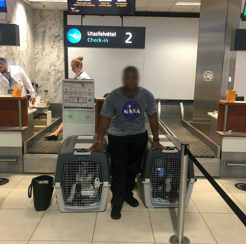 Meet Nyko from Platinum Pets Delivery